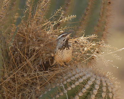 Cactus Wren