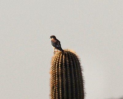 American Kestral