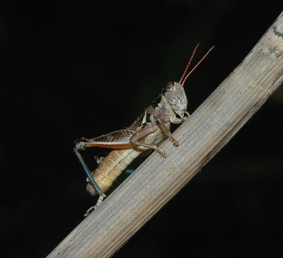 Arizona Spur-throat Grasshopper
