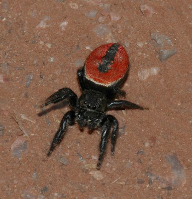 Red Jumping Spider