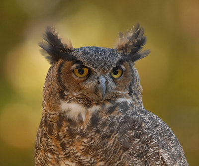 Great-horned Owl