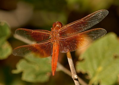 Skimmer Dragonflies: Genus: Libellula