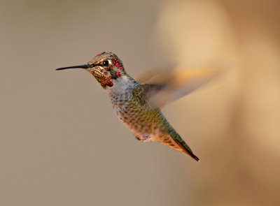 Broad-tailed Hummingbird