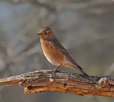 Mountain Bluebird