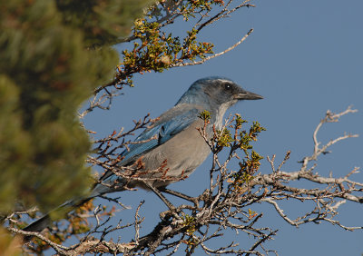 Western Scrub-Jay