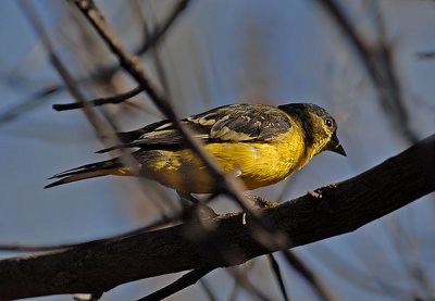 Lesser Goldfinch (Male)(Western Population)
