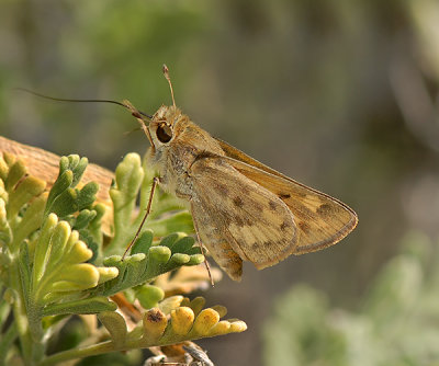 Sandhill Skipper