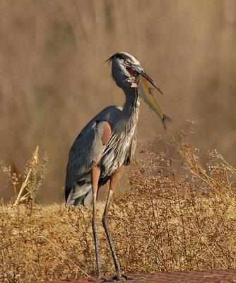 Great Blue Heron with Fish