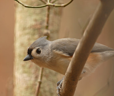 Tufted Titmouse