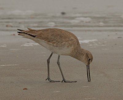 Nonbreeding Adult