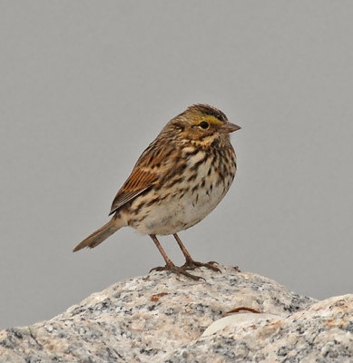 Lincoln's Sparrow