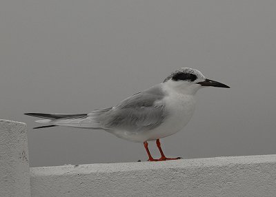 Forster's Tern