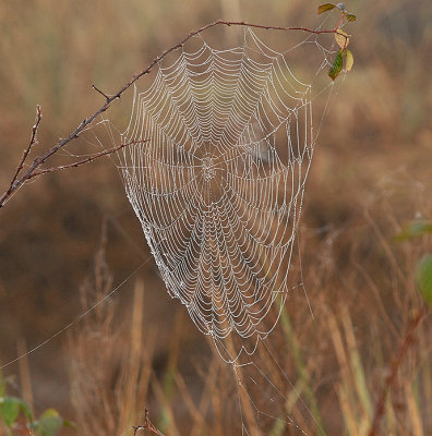 Spider Web