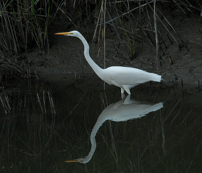 Great Egret