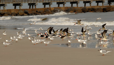 Black Skimmers, Terns, and Gulls