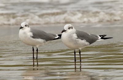 Laughing Gulls (Non-breeding Adults)