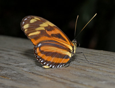 Isabella's Heliconian