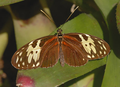 Tiger Longwing