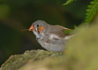 Zebra Finch