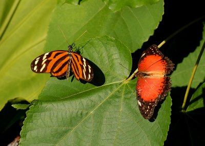 Isabella's Heliconium and Red Peacock