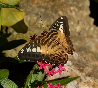 Blue and Brown Clipper