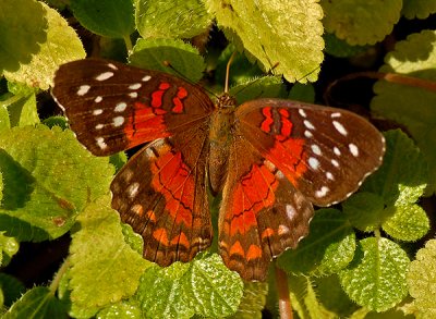 Red Peacock