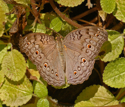 Gray Pansy