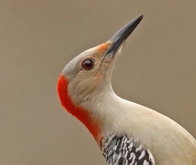 Red-bellied Woodpecker Female
