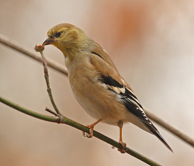 American Goldfinch (Adult winter plumage)
