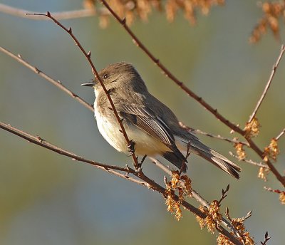 Eastern Phoebe