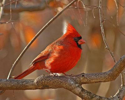 Northern Cardinal