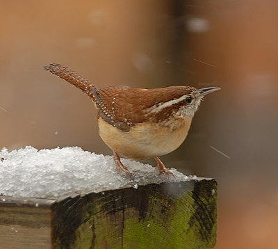 Carolina Wren