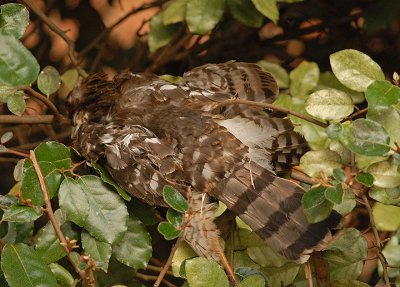 Cooper's Hawk