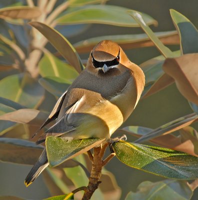 Gathering in Magnolia Tree to Roost