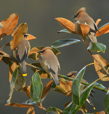 Gathering in Magnolia Tree to Roost