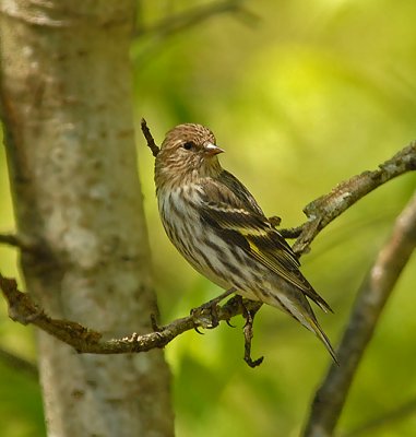 Adult Male