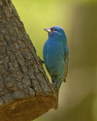 Indigo Bunting (Breeding Male)