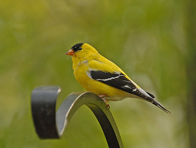 American Goldfinch (Adult Breeding Male)