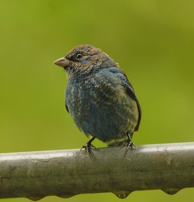 Indigo Bunting (1st Winter Male)