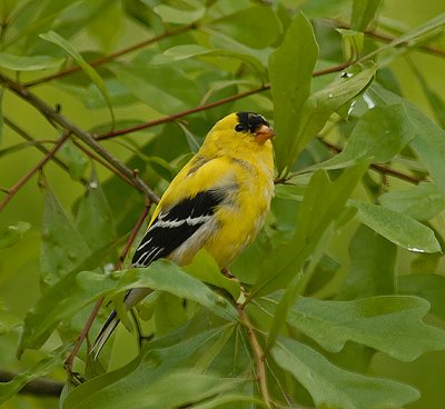 American Goldfinch (Adult Breeding Male)