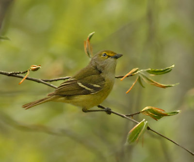 White-eyed Vireo