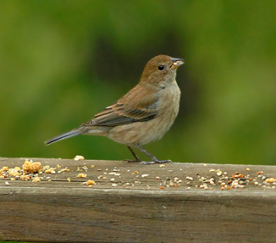 Indigo Bunting (Breeding Female)