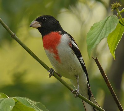 Rose-breasted Grosbeak