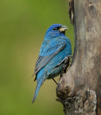 Indigo Bunting (Adult Male)