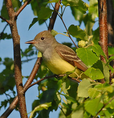 Great-crested Flycatcher