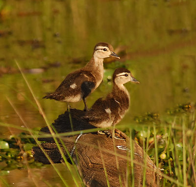 Wood Ducklings