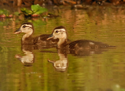 Wood Ducklings