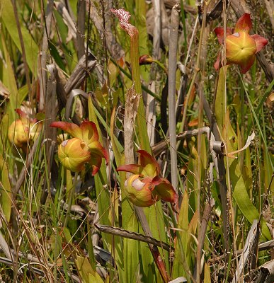 White-topped Pitcher Plant Flowers