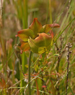 White-topped Pitcher Plant Flower