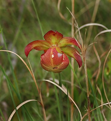 White-topped Pitcher Plant flower